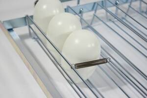 Sachet de 5 Ressorts panier incubation

Ressort pour panier incubation couveuse MG100-150, couveuse MG140-200 et couveuse MG200-300
Ces ressorts permettent de caler les oeufs si la rangée de vos tiroirs d'incubation n'est pas complètement remplie